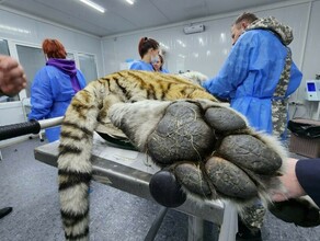 Таких в центр реабилитации ещё не доставляли здорового во всех смыслах тигра отловили в Приморье фото видео 