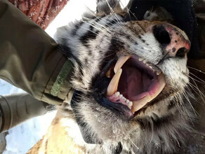 Истощенную раненую молодую тигрицу отловили в Хабаровском крае и привезли в Приморье