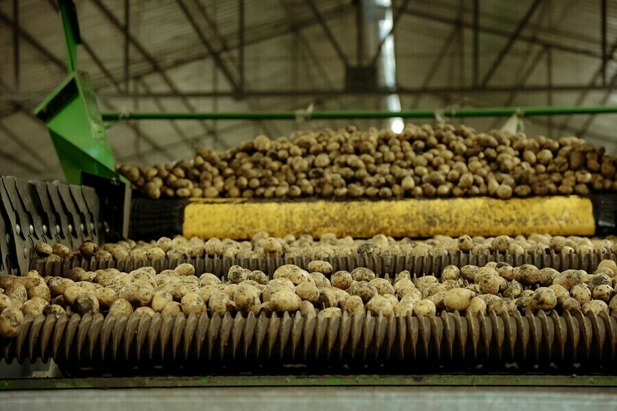 Картофель взлетит на 25  эксперт спрогнозировал подорожание овощей в России