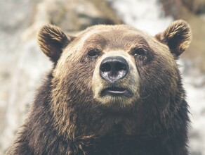 Медведи просыпаются в Амурской области замечены первые следы 