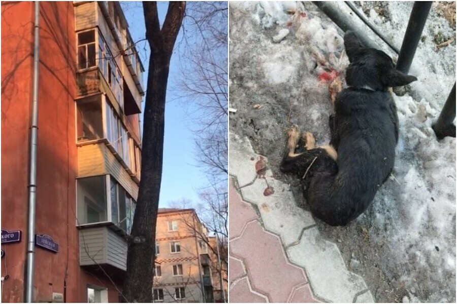 Задержан хозяин квартиры с балкона которой выбросили собаку на глазах у детей Что с покалеченным животным