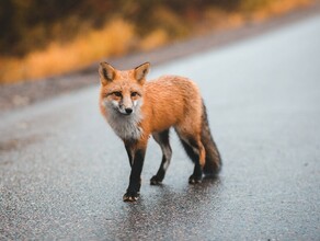 Домашняя собака убила лису с бешенством в Белогорском округе Объявлен карантин