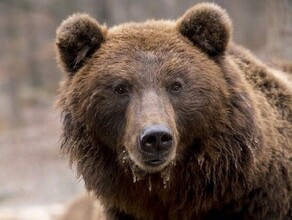 В Чите по городским улицам гуляет медведь
