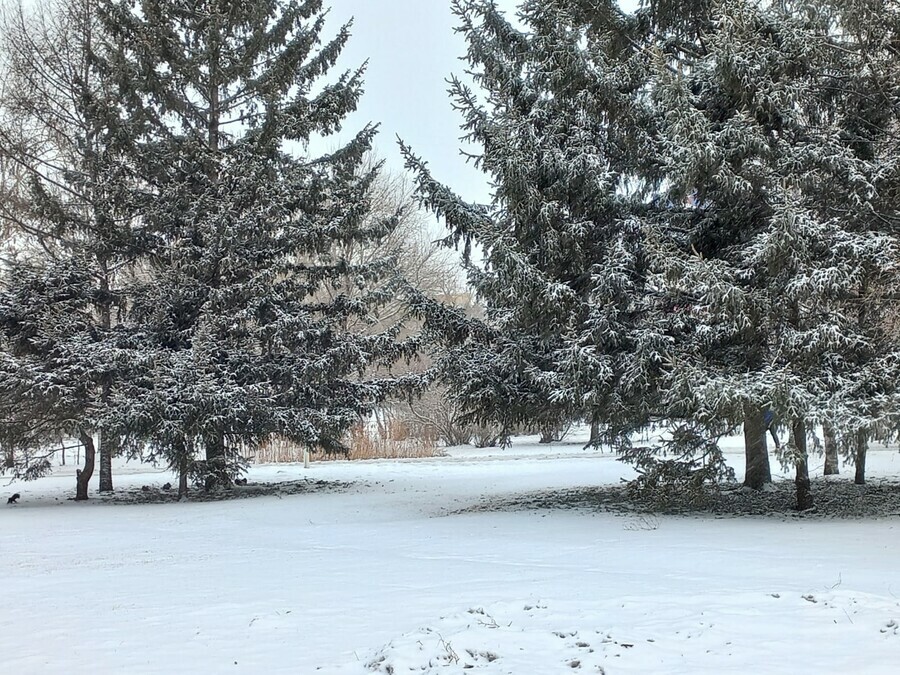 На севере Амурской области пройдет снег прогноз погоды на 14 марта