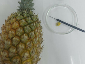 В Амурскую область привезли ананасы с вредным насекомым
