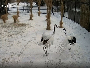 За Снеговиком и Нико в Муравьевском парке снова можно наблюдать онлайн видео