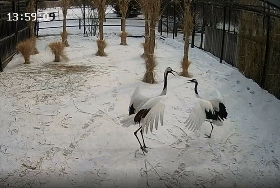 За Снеговиком и Нико в Муравьевском парке снова можно наблюдать онлайн видео
