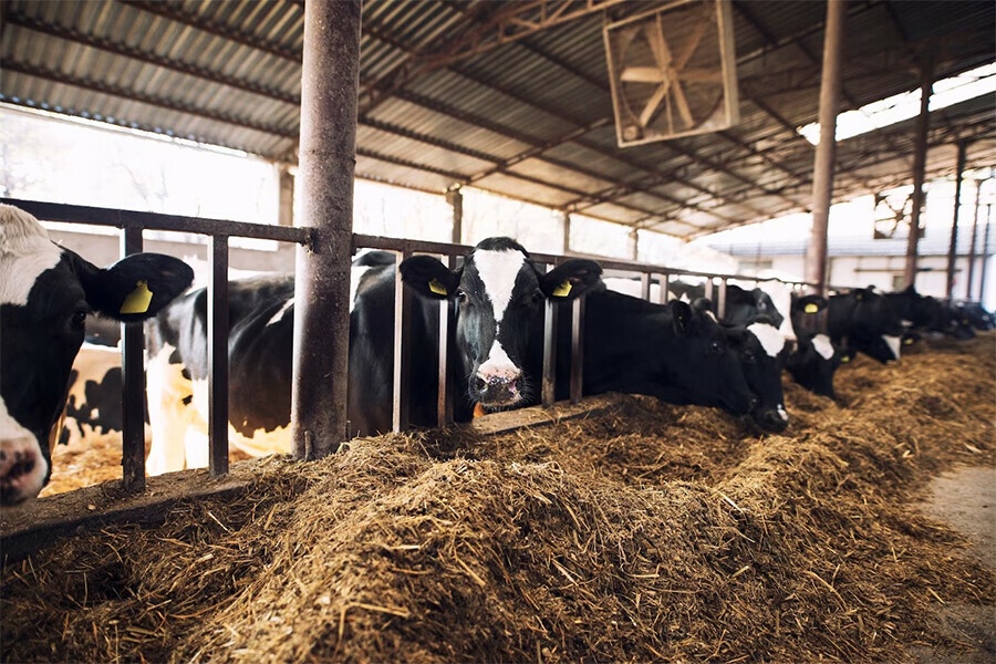 С помощью грантов амурские фермеры увеличивают поголовье скота надои и закупают новое оборудование
