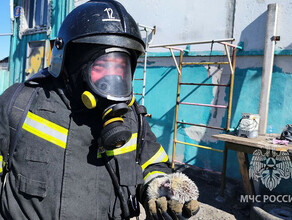 Две маленькие жизни спасли из огня амурские пожарные видео