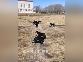 13 черных собак благовещенец заметил большую стаю бродяг у ТЦ видео