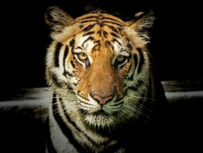 Адвокат одного из подозреваемых в убийстве тигра Павлика сомневается что животное погибло от выстрелов