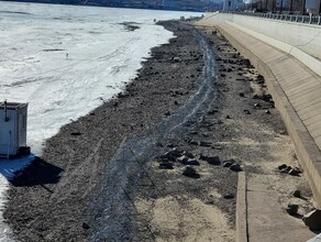 Благовещенцы заметили на берегу Амура колючую проволоку