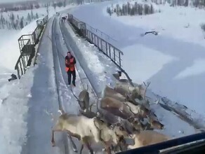 Олени они и есть олени Животные заблокировали железнодорожный путь на Дальнем Востоке