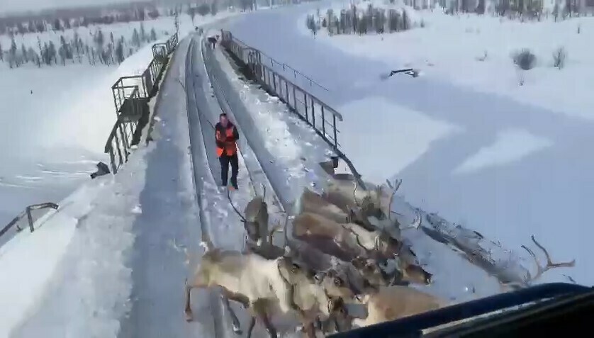 Олени они и есть олени Животные заблокировали железнодорожный путь на Дальнем Востоке