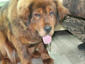 В Зейском районе ранили привезенную из Мариуполя собаку самой дорогой в мире породы