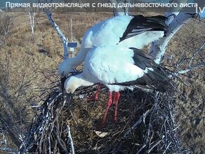 В Амурской области стартовал пятый сезон Аистиной квартиры прямой эфир