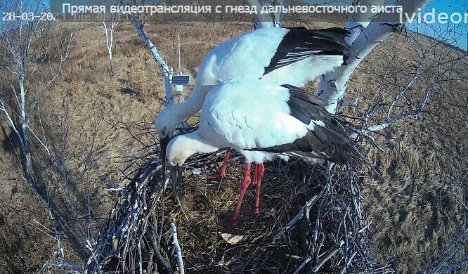 В Амурской области стартовал пятый сезон Аистиной квартиры прямой эфир