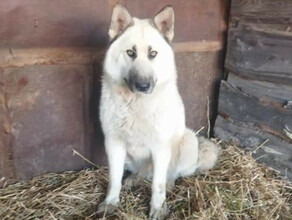 В Благовещенском округе будут отлавливать собак