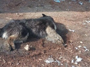 Мы все в шоке от происходящего в Благовещенске в страшных муках гибнут собаки фото 18