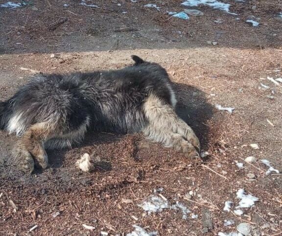 Мы все в шоке от происходящего в Благовещенске в страшных муках гибнут собаки фото 18