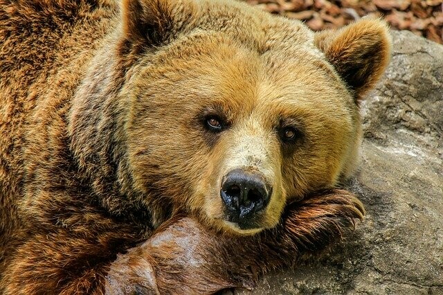 На трассе Благовещенск  Свободный промышляет опасный хищник амурчан просят быть осторожнее