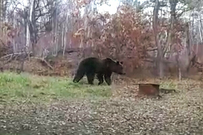 Растерзавший собак медведь гуляет в окрестностях поселка Opлиный Его сняли на видео 