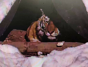 Тигрица отловленная в ужасном состоянии в Хабаровском крае приходит в форму и сама охотится