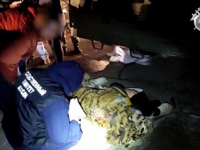 Мужчины в Хабаровске пытались продать тушу амурского тигра Какую цену они предложили покупателю 