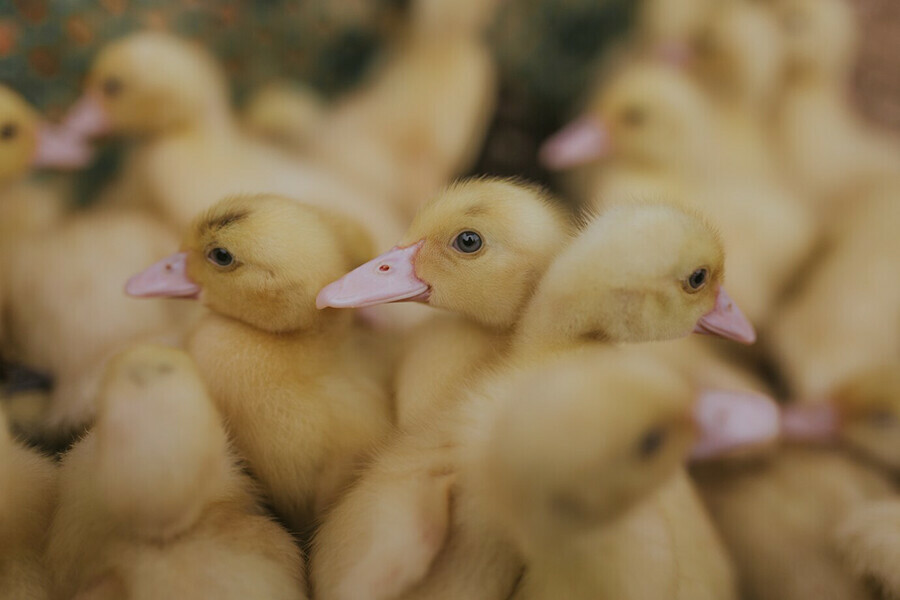 В Амурской области в крупном инкубаторе выводят цыплят индюшек уток и гусей