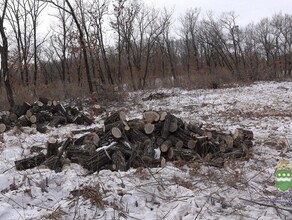 В Моховой Пади благовещенец срубил деревья более чем на 8 миллионов видео 