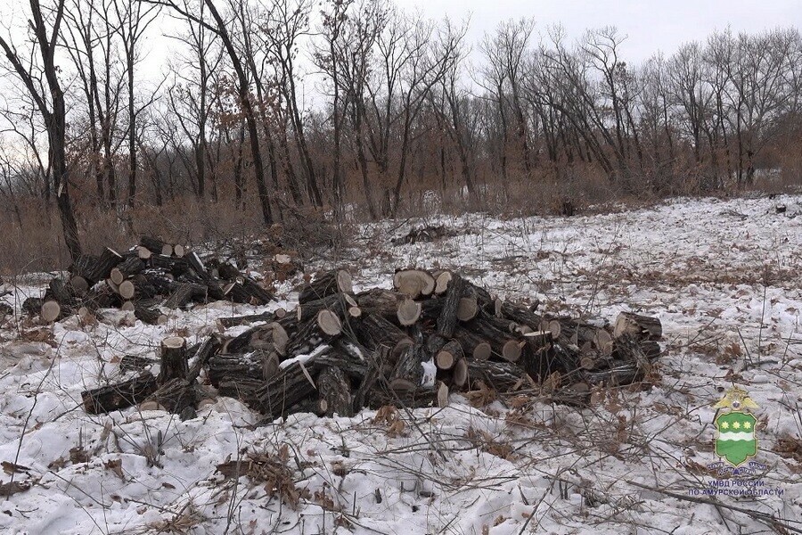В Моховой Пади благовещенец срубил деревья более чем на 8 миллионов видео 