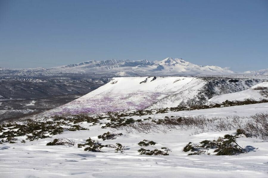 Фиолетовый снег обнаружили на Камчатке фото 
