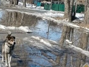 Можно лодку доставать город Зею топит талыми водами фото видео