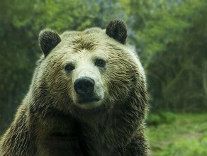 Огромный медведь гонял по лесу железнодорожников  амурчане подумали что это произошло под Свободным