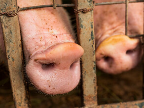 Несертифицированных свиней и крупный рогатый скот не выпустили из Амурской области