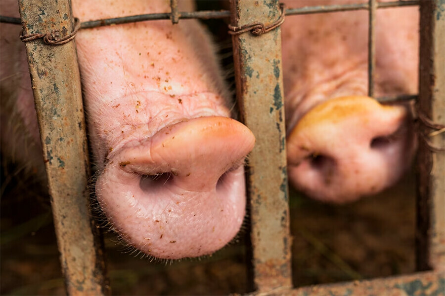 Несертифицированных свиней и крупный рогатый скот не выпустили из Амурской области