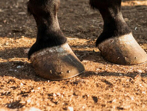 На заброшенных скотомогильниках в Амурской области будут бурить скважины  
