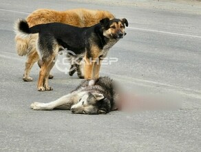 В ГИБДД прокомментировали случай со сбитой на глазах у людей собакой