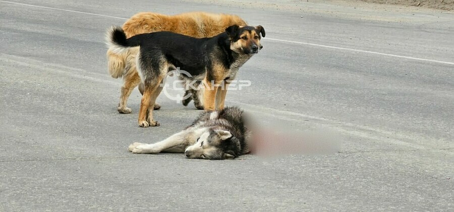 В ГИБДД прокомментировали случай со сбитой на глазах у людей собакой