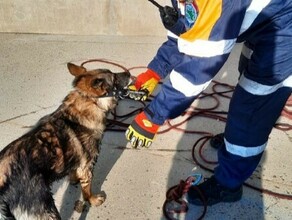 В Благовещенске спасатели помогли собаке забравшейся на 12метровую высоту и провалившемуся в продух коту