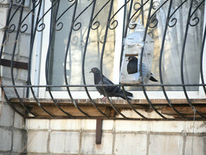 Нелюбовь и голуби Голубятня на лоджии поссорила соседей многоэтажки в Приамурье