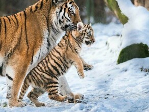 Три тигренка и Амурская область становится ареалом обитания амурского тигра