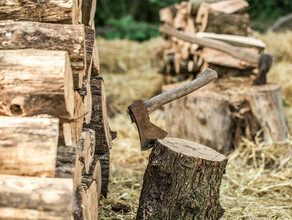 Черные лесорубы погубили деревья в Приамурье на сотни тысяч рублей имея разрешение на несколько сотен 