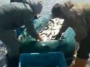 Море побелело или Селедочное безумие на Сахалине добывают рыбу без спецсредств видео