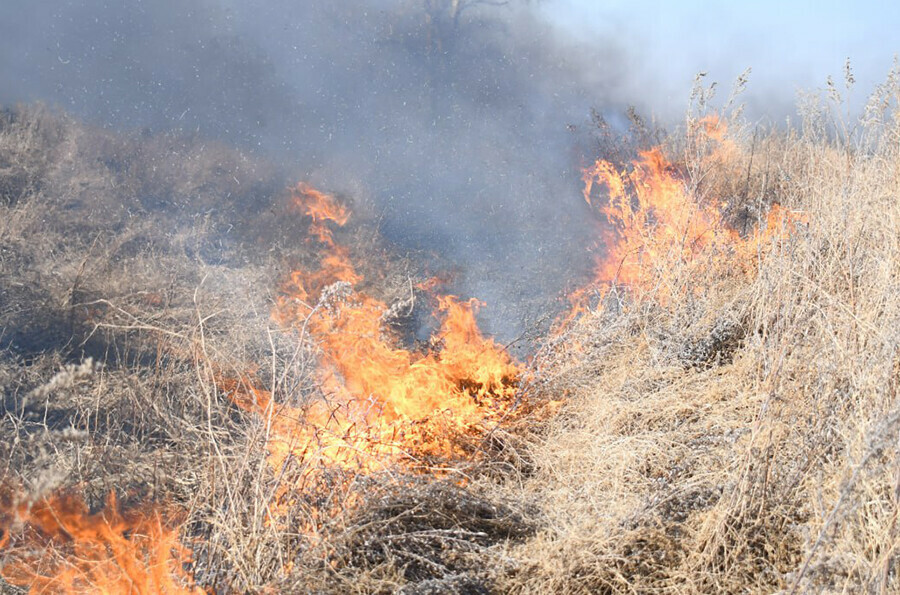 За сутки в Приамурье горела площадь свыше 190 гектаров