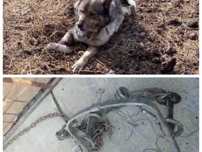Это мог быть ребенок в селе Игнатьево в охотничий капкан установленный прямо на улице попала собака