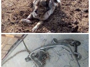 Это мог быть ребенок в селе Игнатьево в охотничий капкан установленный прямо на улице попала собака