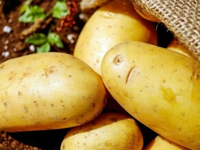 Сажать картофель летом намерены в 15 раза меньше россиян