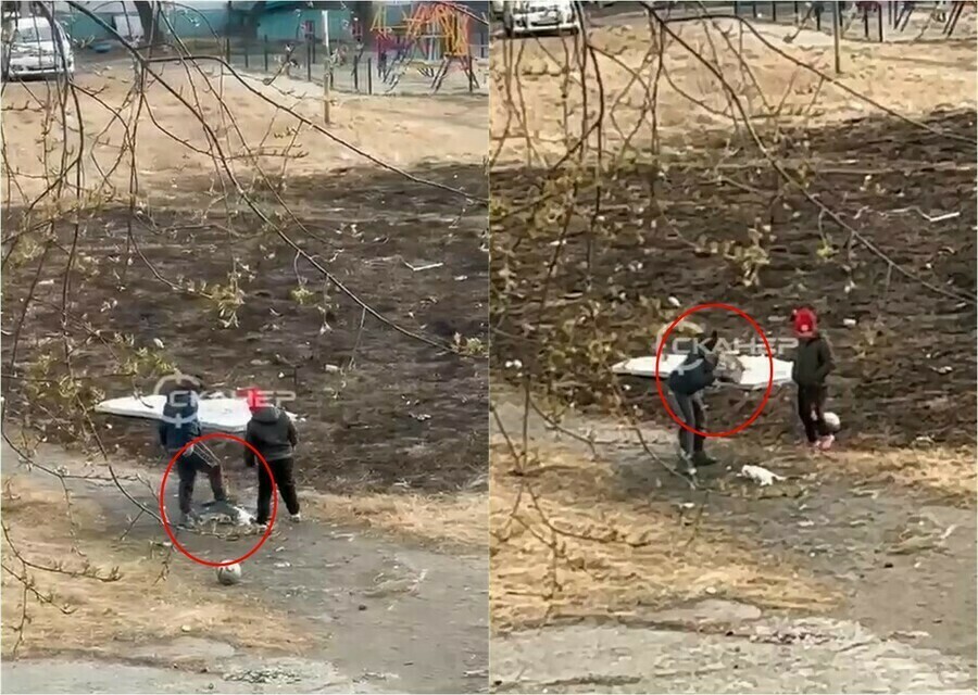 Полиция Благовещенска нашла детей чье отношение к трупу кошки так возмутило горожан