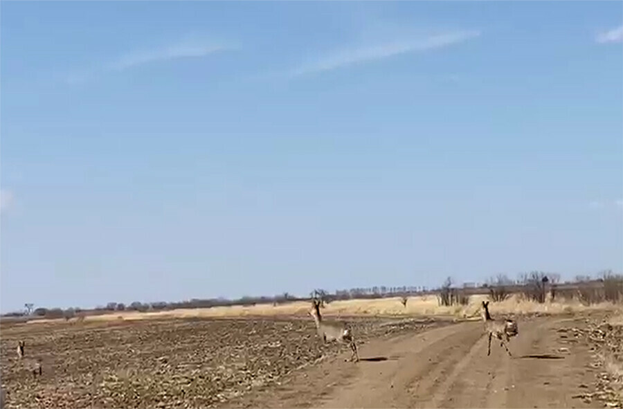 В Приамурье косули смогли убежать от огня благодаря пожарным видео